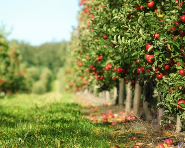 WEBSITE IMAGE SUSTAINABILITY.Jpg V7